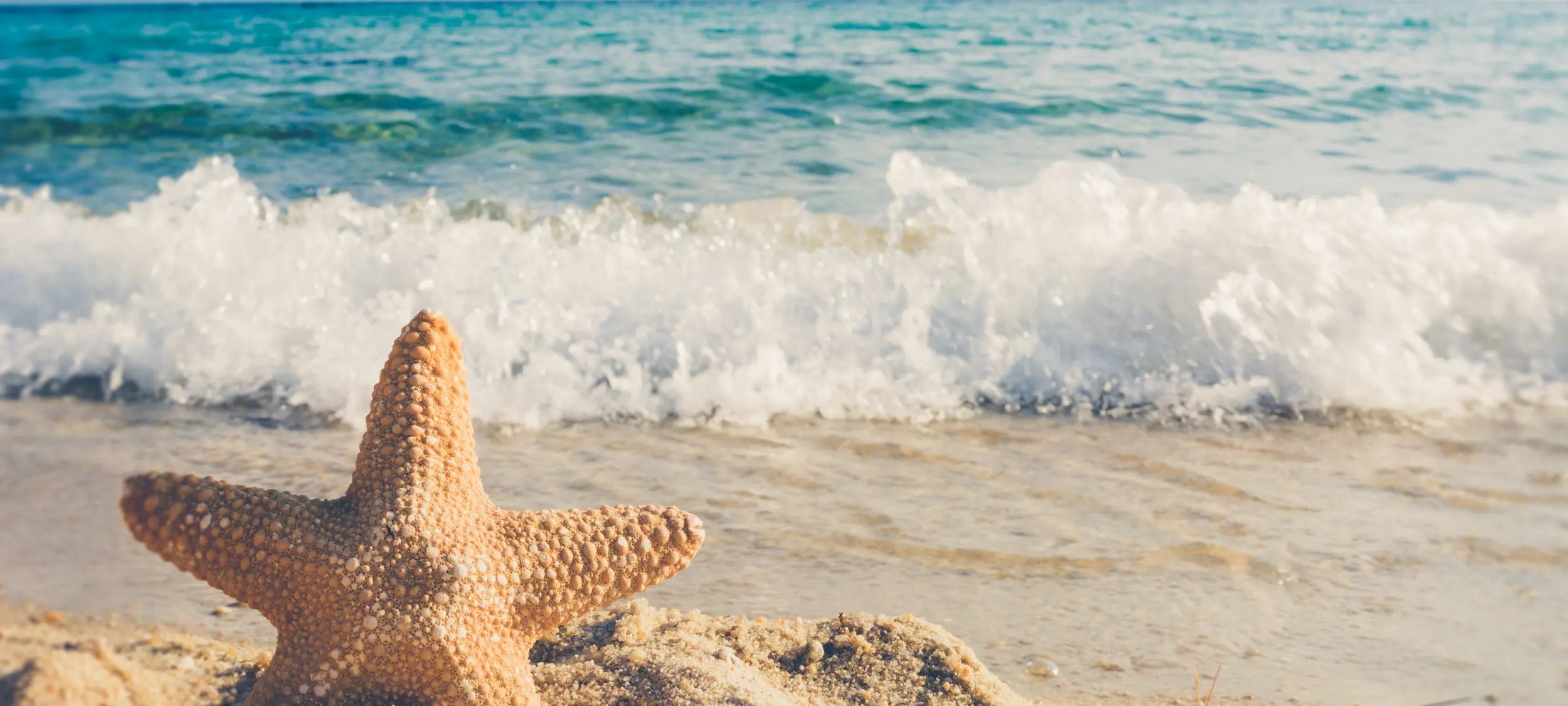 Starfish on a beach with waves in the background