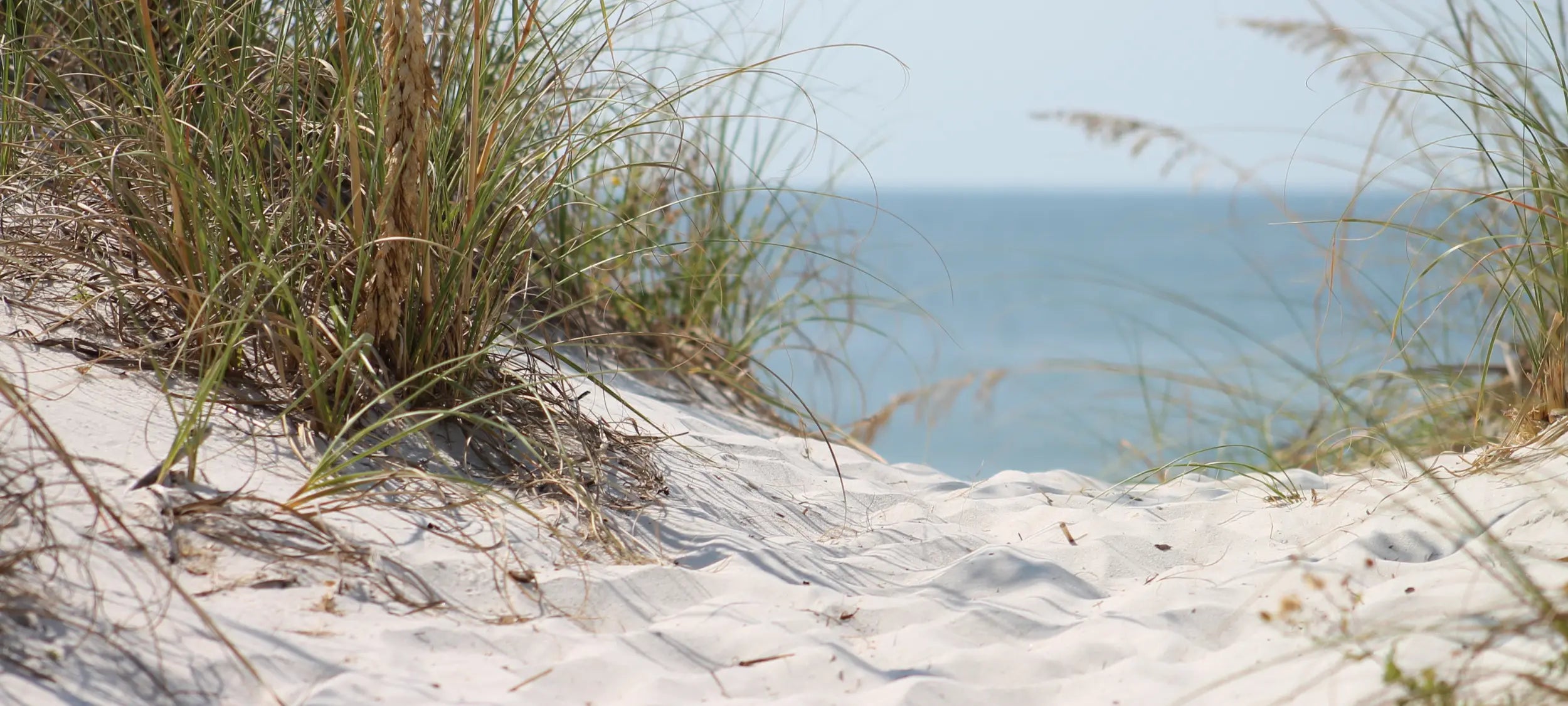 Sand dunes with grasses and a view of the ocean
